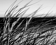 dunegrass